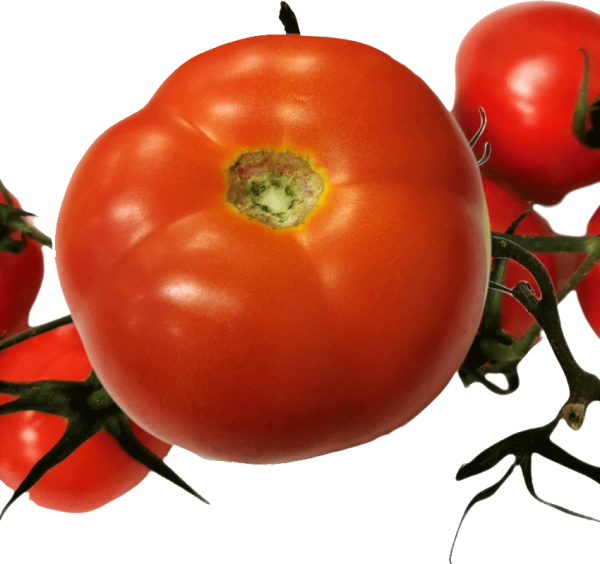 strauchtomaten