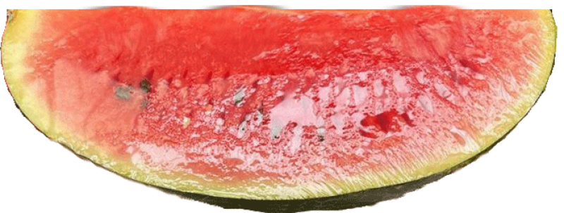 honigmelone