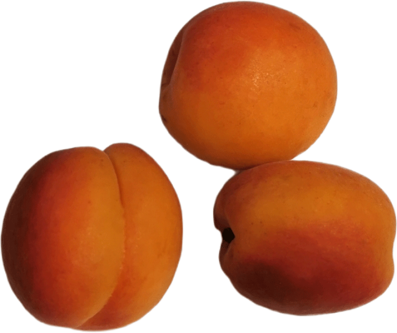 aprikose